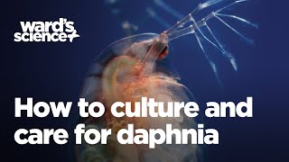 Caring and Culturing for Daphnia [upl. by Hugon]