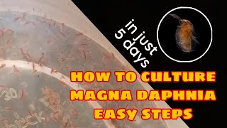 How to Culture Magna Daphnia Easily [upl. by Halette]