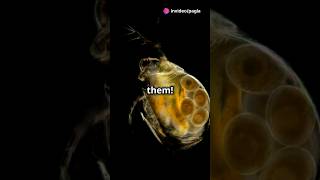 How to culture Daphnia for your Aquarium [upl. by Kwok]