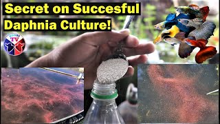 How to Culture Daphnia Successfully [upl. by Aronle]