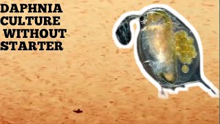 HOW TO CULTURE DAPHNIA NATURALLY WITHOUT A STARTER [upl. by Ishii4]