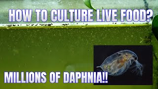 How to Culture Daphnia Secret Method to Breed MILLIONS  Simply Aquatic [upl. by Hardunn]