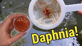 How I Culture Daphnia In Outdoor Tubs [upl. by Houlberg]