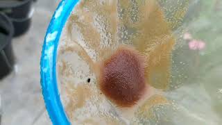 How to culture daphnia moina in a small container Part 1 English Subtitle [upl. by Oirad]