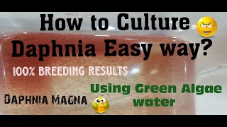 Daphnia MagnaHow to Culture Daphnia Easy wayCulturing Daphnia using Green water Daphnia [upl. by Saretta]