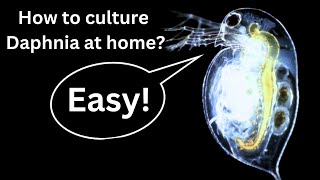 BEST Live Fish Food Beginner guide How to Culture Daphnia at home [upl. by Lap]