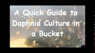 How to culture daphnia outside [upl. by Marybeth]