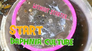 How to culture daphnia moina the easy way 1  Starting the Daphnia culture [upl. by Dun729]