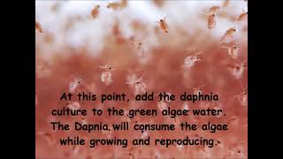 Daphnia  How to grow daphnia in your home [upl. by Lirrad]