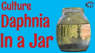 How to Culture Daphnia in a Jar [upl. by Amalie]