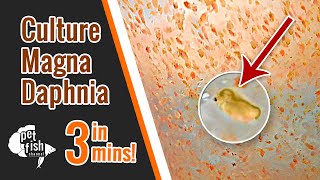 How to culture DAPHNIA MAGNA  The easy way [upl. by Bamford884]