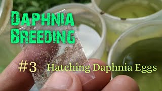 Daphnia Culture made simple and easy 3  Hatching Daphnia eggs [upl. by Ydnyc]