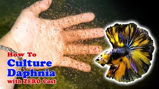 How to Culture Daphnia with ZERO Cost  Unlimited Live Food For Our Fish [upl. by Desma]