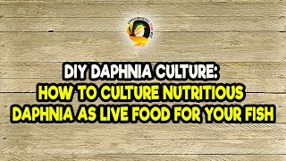 DIY Daphnia Culture How to Culture Nutritious Daphnia as Live Food for Your Fish [upl. by Assylla]