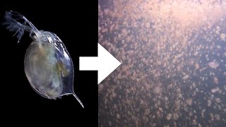 How I Culture Daphnia [upl. by Selmner]