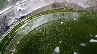 DAPHNIA MOINA CULTURE IN A SMALL BUCKET [upl. by Alyks864]