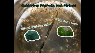 How To Culture Daphnia and Moinas using Green Water Spirulina powder [upl. by Liag]