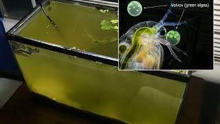 Raising Daphnia for the Freshwater Aquarium [upl. by Jenelle67]